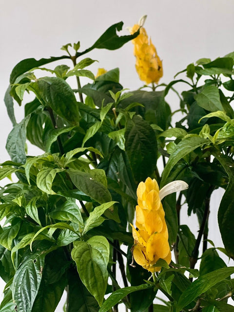 Shrimp Plant Bush 'Yellow' (Justicia Brandegeeana) - Bird of ParadiseUSA - 3 Gallon