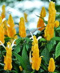 Shrimp Plant Bush 'Yellow' (Justicia Brandegeeana) - Bird of ParadiseUSA - 3 Gallon