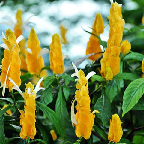 Shrimp Plant Bush 'Yellow' (Justicia Brandegeeana) - Bird of ParadiseUSA - 3 Gallon