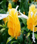 Shrimp Plant Bush 'Yellow' (Justicia Brandegeeana) - Bird of ParadiseUSA - 3 Gallon
