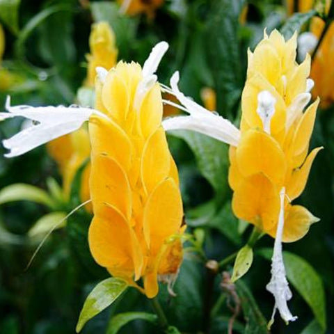 Shrimp Plant Bush 'Yellow' (Justicia Brandegeeana) - Bird of ParadiseUSA - 3 Gallon