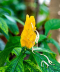 Shrimp Plant Bush 'Yellow' (Justicia Brandegeeana) - Bird of ParadiseUSA - 3 Gallon