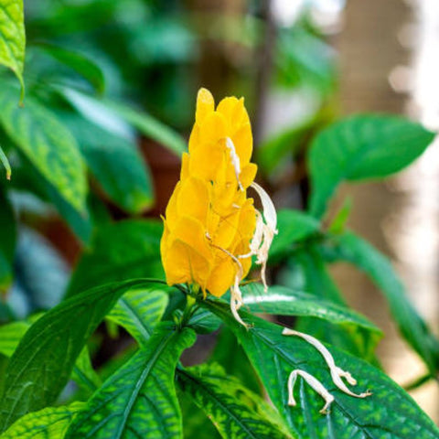 Shrimp Plant Bush 'Yellow' (Justicia Brandegeeana) - Bird of ParadiseUSA - 3 Gallon