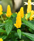 Shrimp Plant Bush 'Yellow' (Justicia Brandegeeana) - Bird of ParadiseUSA - 3 Gallon