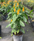 Shrimp Plant Bush 'Yellow' (Justicia Brandegeeana) - Bird of ParadiseUSA - 3 Gallon