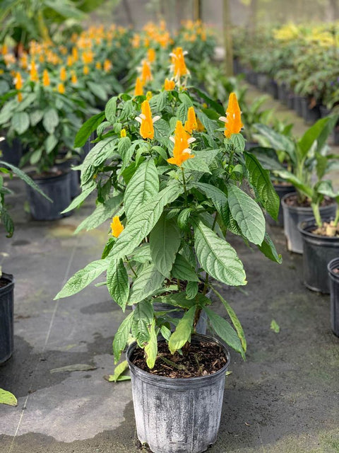 Shrimp Plant Bush 'Yellow' (Justicia Brandegeeana) - Bird of ParadiseUSA - 3 Gallon