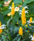 Shrimp Plant Bush 'Yellow' (Justicia Brandegeeana) - Bird of ParadiseUSA - 3 Gallon