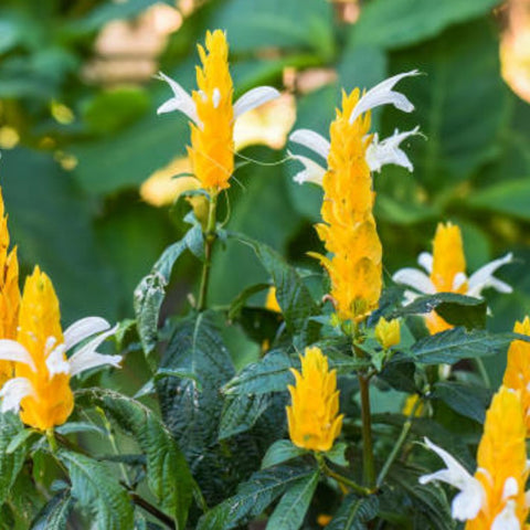 Shrimp Plant Bush 'Yellow' (Justicia Brandegeeana) - Bird of ParadiseUSA - 3 Gallon