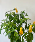 Shrimp Plant Bush 'Yellow' (Justicia Brandegeeana) - Bird of ParadiseUSA - 3 Gallon