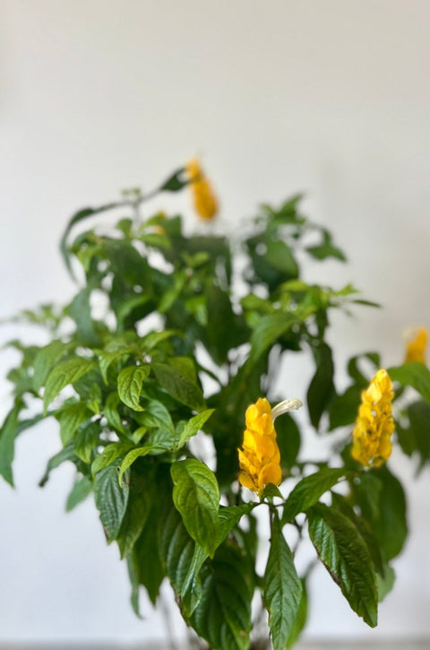 Shrimp Plant Bush 'Yellow' (Justicia Brandegeeana) - Bird of ParadiseUSA - 3 Gallon