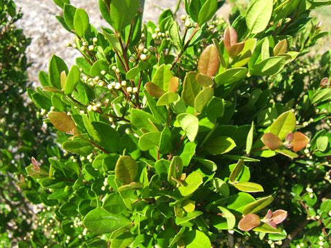 Simpson Stopper Bush (Myrcianthes fragrans) - Bird of ParadiseUSA - 2-3.5 feet