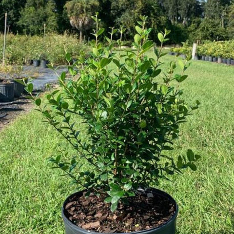 Simpson Stopper Standard (Myrcianthes Fragrans) - Bird of ParadiseUSA - 3 Gallon