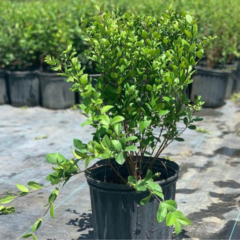 Simpson Stopper Standard (Myrcianthes Fragrans) - Bird of ParadiseUSA - 7 Gallon