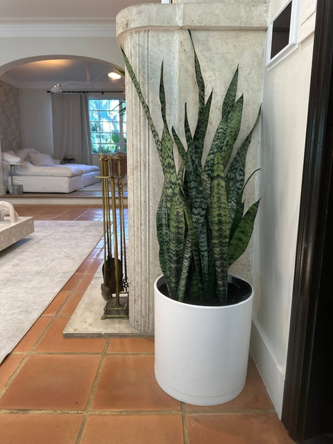 can we gift snake plant Snake Plant + Pot (Gift Bundle for Sale)
