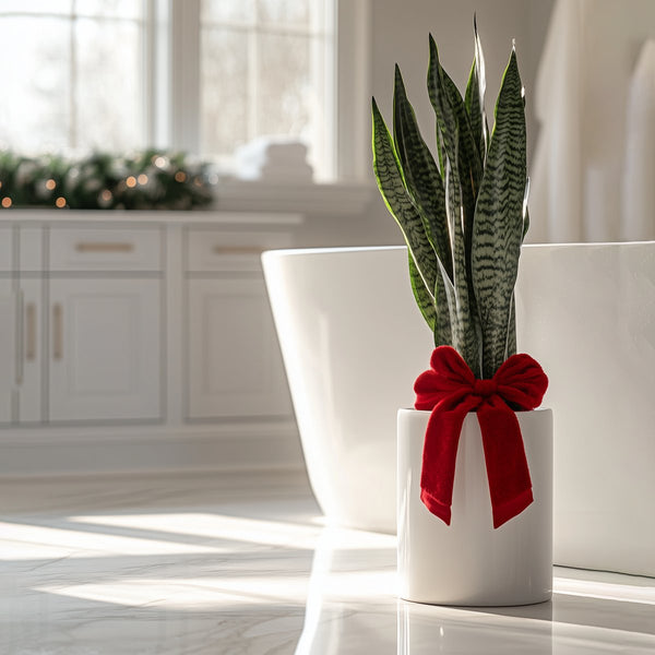 Snake Plant + Pot (Gift Bundle)