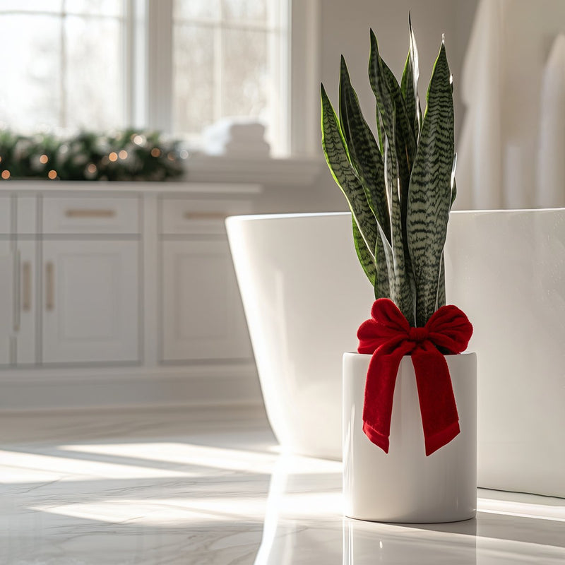 Snake Plant + Pot (Gift Bundle)