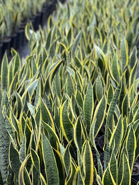 snake plant shipping Snake Plant for Sale