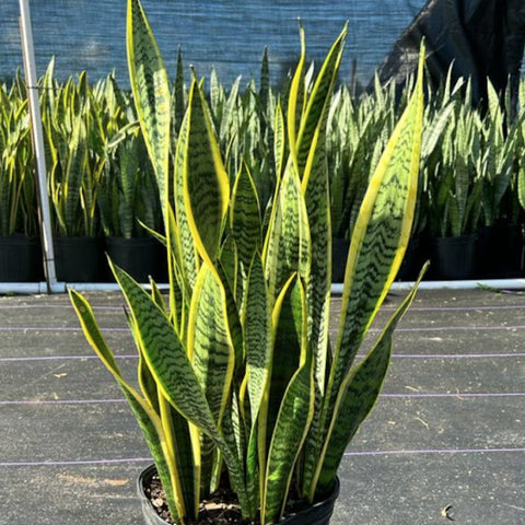 snake plant sansevieria trifasciata laurentii Snake Plant for Sale