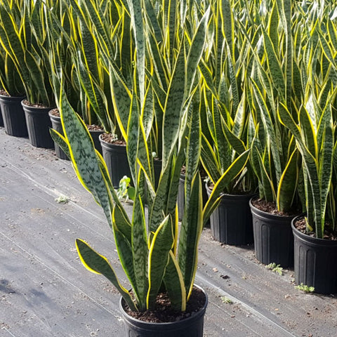 sansevieria laurentii outdoors Snake Plant (Sansevieria Trifasciata 'Laurentii')