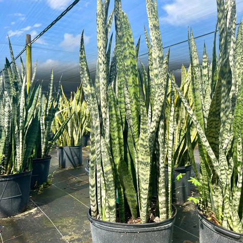 2 foot snake plant Snake Plant (Sansevieria Zeylanica)