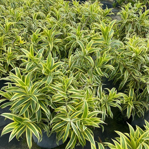 Song Of India (Dracaena Reflexa Var. Angustifolia) - Bird of ParadiseUSA - Medium 14-18"