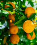 Sour Orange (Citrus aurantium) - PlantologyUSA - 30 Gallon