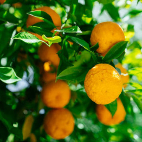 Sour Orange (Citrus aurantium) - PlantologyUSA - 30 Gallon