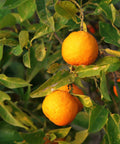 Sour Orange (Citrus aurantium) - PlantologyUSA - 5 Gallon