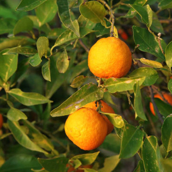 Sour Orange (Citrus aurantium)