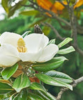Southern Magnolia (Magnolia grandiflora) - PlantologyUSA - 15 Gallon (5-6')