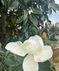 Southern Magnolia (Magnolia grandiflora) - PlantologyUSA - 15 Gallon (5-6')