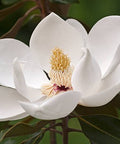Southern Magnolia (Magnolia grandiflora) - PlantologyUSA - 15 Gallon (5-6')