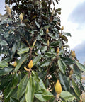 Southern Magnolia (Magnolia grandiflora) - PlantologyUSA - 15 Gallon (5-6')