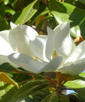 Southern Magnolia (Magnolia grandiflora) - PlantologyUSA - 15 Gallon (5-6')
