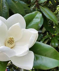 Southern Magnolia (Magnolia grandiflora) - PlantologyUSA - 15 Gallon (5-6')