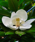 Southern Magnolia (Magnolia grandiflora) - PlantologyUSA - 15 Gallon (5-6')