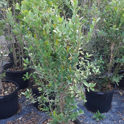 Spanish Stopper (Eugenia Foetida) - Bird of ParadiseUSA - 7 Gallon