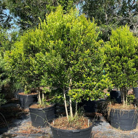 Spanish Stopper (Eugenia Foetida) - Bird of ParadiseUSA - 7 Gallon