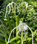 Spider Lily (Hymenocallis littoralis) - Bird of ParadiseUSA - 3 Gallon