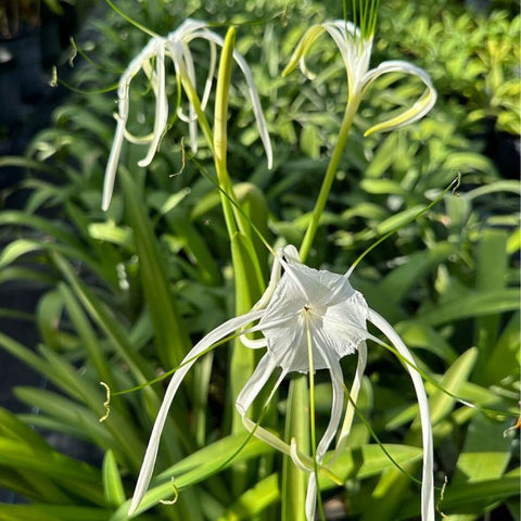 Spider Lily (Hymenocallis littoralis) - Bird of ParadiseUSA - 3 Gallon