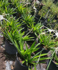 Spider Lily (Hymenocallis littoralis) - Bird of ParadiseUSA - 3 Gallon