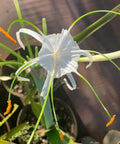 Spider Lily (Hymenocallis littoralis) - Bird of ParadiseUSA - 3 Gallon