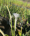 Spider Lily (Hymenocallis littoralis) - Bird of ParadiseUSA - 3 Gallon
