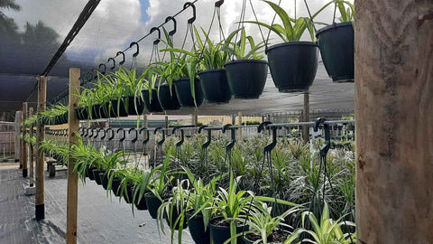 Spider Plant (Chlorophytum Comosum) - Plantology USA - 1 Gallon