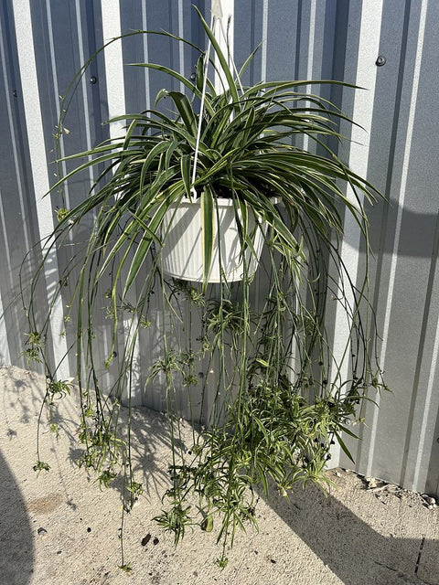chlorophytum comosum spider plant Spider Plant (Chlorophytum Comosum)