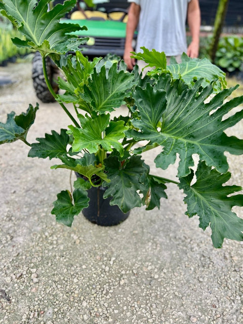 how large will a split-leaf philodendron get Split-leaf Philodendron for Sale