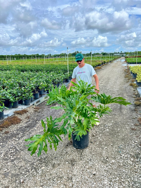split leaf philodendron live plant Split-leaf Philodendron for Sale