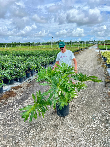 how much do split leaf philodendron plants cost Split-leaf Philodendron for Sale
