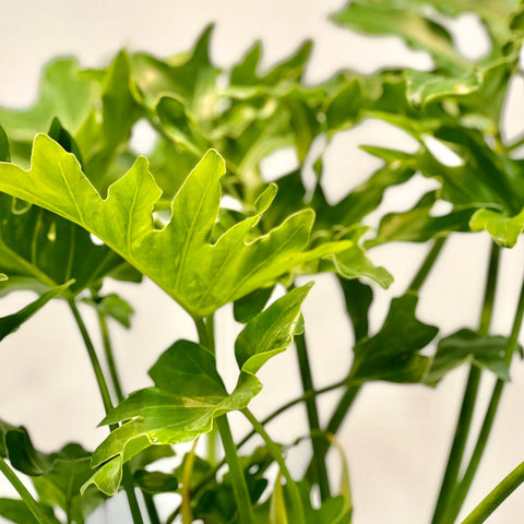 split leaf philodendron hope Split-leaf Philodendron for Sale