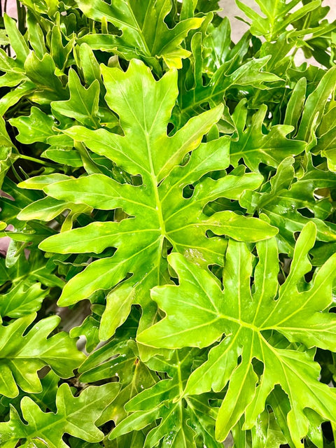 split leaf philodendron walmart Split-leaf Philodendron for Sale